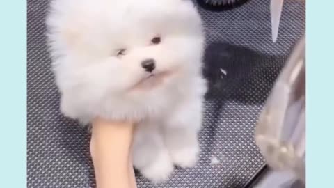 Cute haircut for a puppy