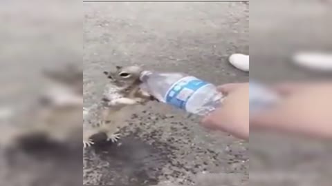 CUTE ❤️ Little Squirrel is Thirsty Needs Water (Thirsty Squirrel begs for drinking Water)