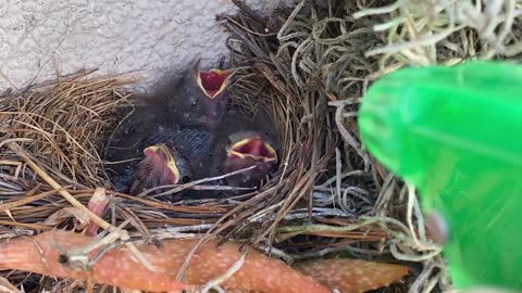 Giving Baby Birds Some Water Using Spray Bottle