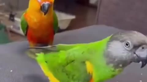 Funny 🦜parrots video#funny video #viral video