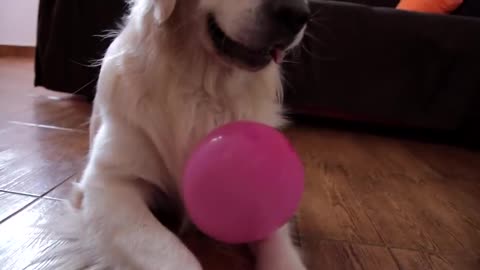 Dog vs Balloons and Air Pillows