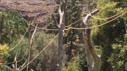 Cute_Gibbons_Playing_&_Climbing