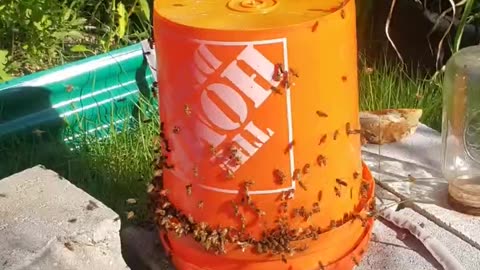 bees going wild at the feeder