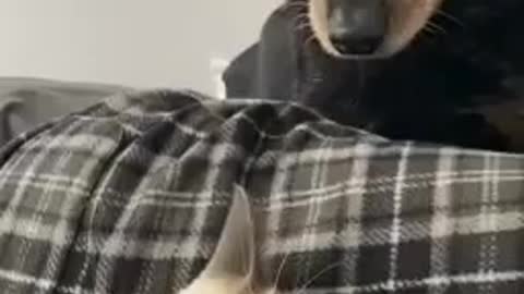 A cat 🐈 gets scared from a dog 🐕