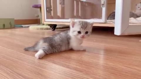 The little Kittens start walking