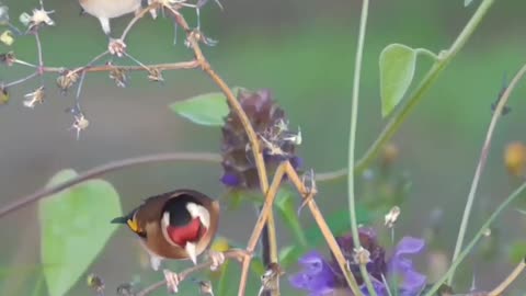 Goldfinch in the wild