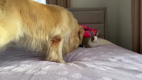 Golden Retriever Funny Reaction to Adorable Bunny