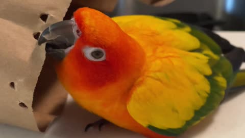 Parrot angrily kisses and rips his grocery bags