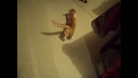 Amazing video of a cat