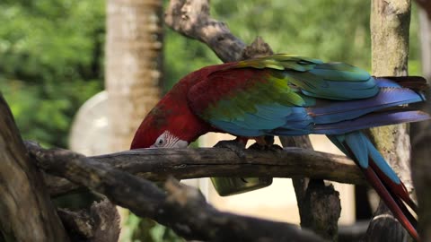 Macaw parrot feeding on a branch