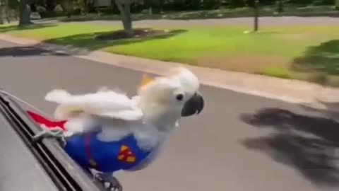 Stunt Performer Parrot