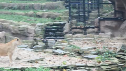 First meeting of lion cub Nestor with his father Victor @ Zoo Antwerpen