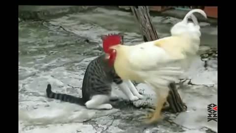 A fight between a cat and a rooster