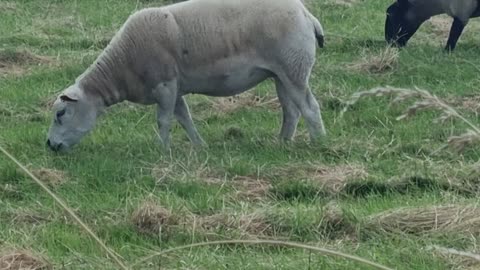 Sheep On A Field In Great Britain.