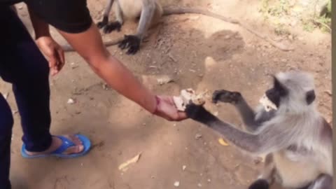 How to eat monkey whith boys hand