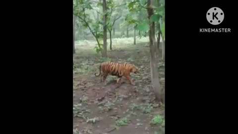 Lione jungle ka raja Sher