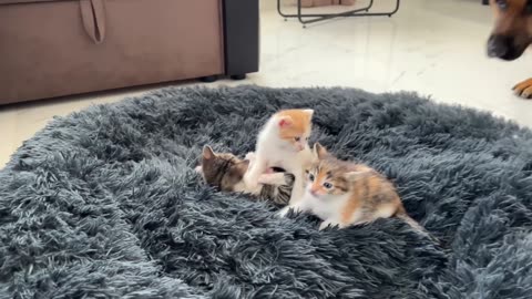 German Shepherd Shocked by Tiny Kittens occupying dog bed