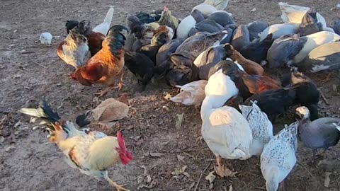 Feeding time on the farm. Autumn afternoon in Andalusia, Alabama.