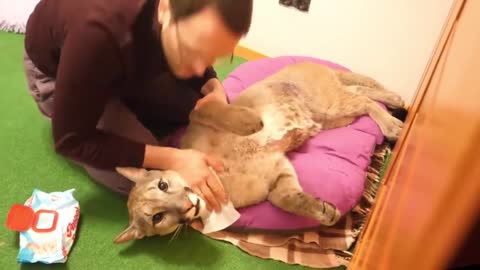 Mi MASCOTA es un PUMA | Joven Comparte su Departamento con una Animal Salvaje