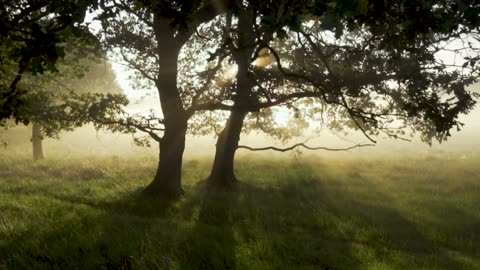 trees light forest landscape Full HD