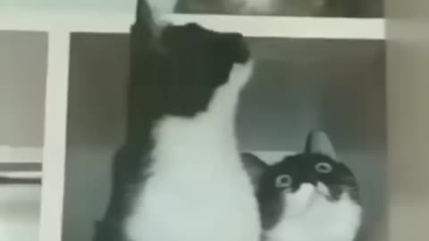 Funny cat