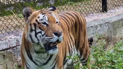 Bannergatta Royal Bengal Tiger