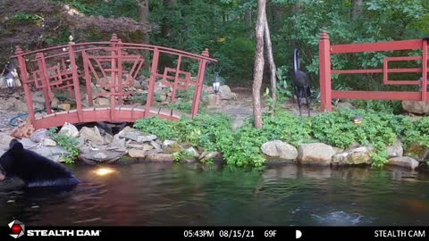 Black Bear Goes for a Swim in Koi Pond