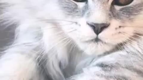 Persian-Breed-Animals-Best-30sec-Video-Status.mp4