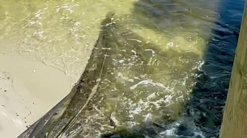 Fish Feeding Frenzy at Boatyard Beach