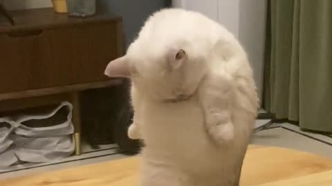 The confused behavior of a cat