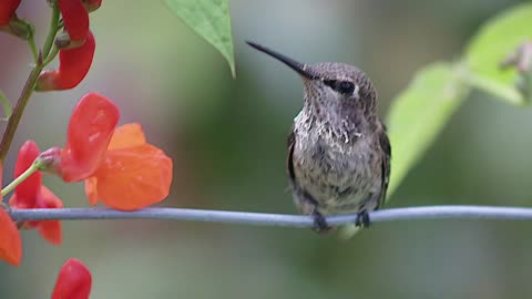 Hummingbird in the Runner Beans Photo Slideshow featuring City Drive by Paul Clifford