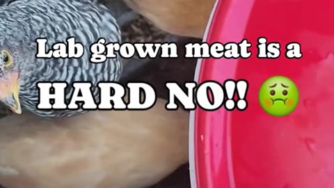 LAB Grown Chicken??? Ugh!