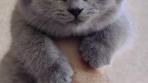 A Cutest Cat Ever 🐱🐱 - Funny Animals Life