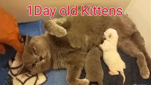 1 Day old Kittens