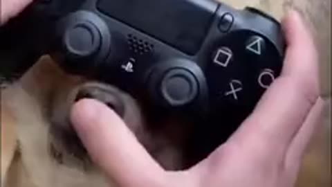 This is how you play with your dog and PlayStation together