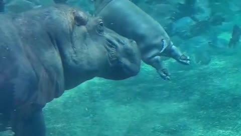 Fritz!#CincinnatiZoo #Fritz #babyhippo