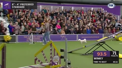 Watch 5 of the best WKC Dog Show moments to celebrate National Puppy Day - FOX SPORTS