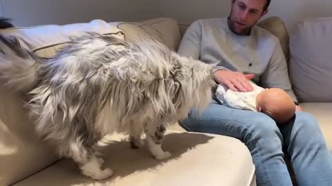 Alaskan Malamute Meets Newborn Baby! And The Cat Too!! (So Cute!!)