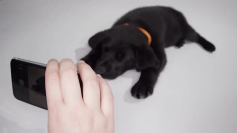 Labrador Retriever puppy on white screen playing