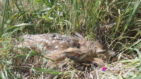 Wildlife Rescues: Heartwarming Stories of Jungle Animal Rehabilitation