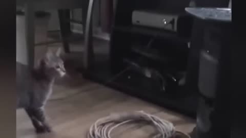 funny cat video