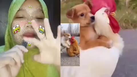 Friendship between puppies and chickens 😍 Funny Dubbing