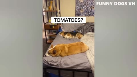 Funniest Animals Video - Funny Dogs And Cats - Try Not To Laugh Animals