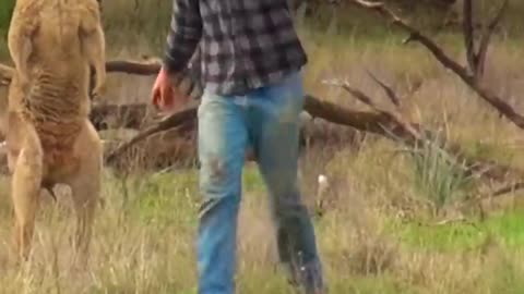 Man Rescues Dog From Fierce Kangaroo!