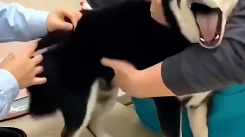 Cute pets are also afraid of injection