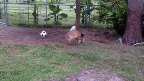 Deer trying to play soccer!