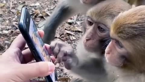 Monkey watch on video