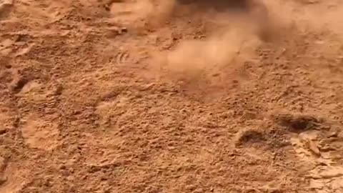 Dog Loves Rolling Around in Dirt