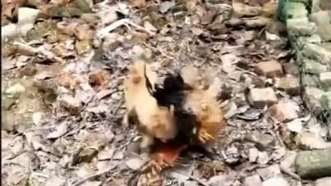 Funny Dog And Hens Video