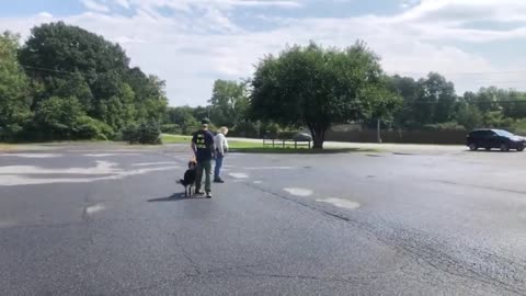 The safety way how to introduce two dogs to eachother